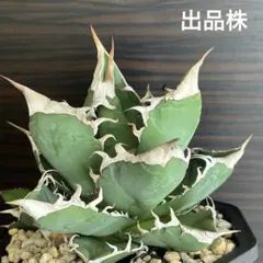 アガベ レジェンドA40 ロウルサンコ産 札付き - メルカリ