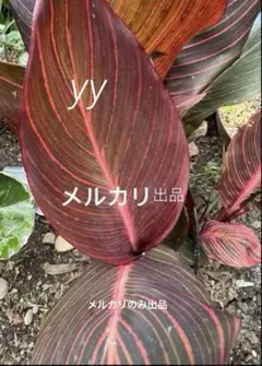 ブラックリーフカンナ オーストラリア 苗 球根 根茎 - メルカリ