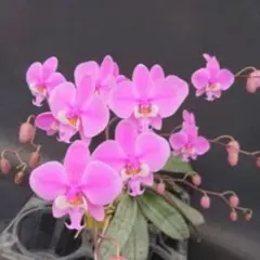 ね*こ様 胡蝶蘭 原種 Phal ファレノプシス ビオラセア インディゴ