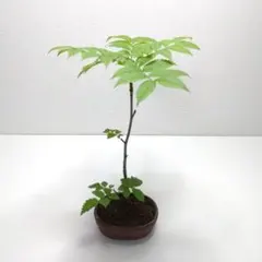七竈（ナナカマド）大株【現品発送】管理80515 - メルカリ