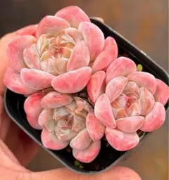 杏'studio プロフ必読様 リクエスト 3点 まとめ商品