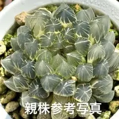 2026年最新】オブツーサ 糊斑の人気アイテム - メルカリ