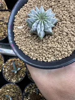 2025年最新】ゼブラホリダの人気アイテム - メルカリ