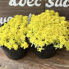 はるママ様 リクエスト 3点 まとめ商品