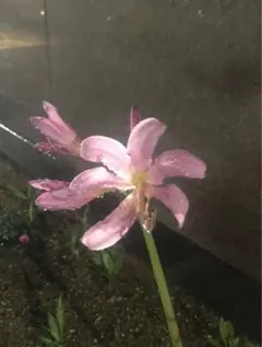 ちゃ♡様専用ページ