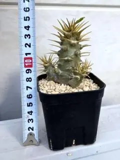 2026年最新】パキポディウム アンボンゲンセの人気アイテム - メルカリ