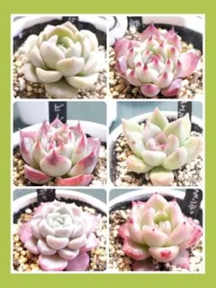 2026年最新】エケベリア 葉挿しセットの人気アイテム - メルカリ