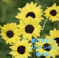 花サボテン レモンペール 抜き苗 - メルカリ