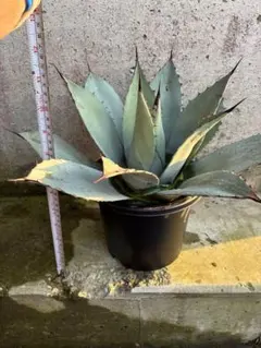 大株 アガベアメリカーナ 地植え株 ドライガーデン ロックガーデン