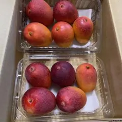 宮崎県産完熟ミニマンゴー 家庭用 箱込み1,1キロ - メルカリ