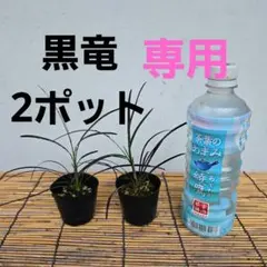 龍の髭（黒龍）リュウノヒゲ（コクリュウ）抜き苗 2株 - メルカリ