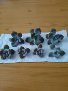 多肉植物　パープルディライト　7カット苗のサムネイル