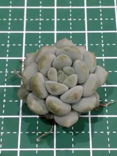 う*ら様 ㉔ももも　カット苗　つぶつぶ屋さん　多肉
