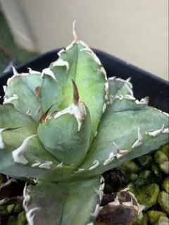 Agave 白鯨 極上 LED管理 スーパーボール中株 - メルカリ