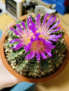 2026年最新】花サボテンの人気アイテム - メルカリ