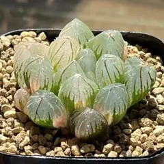 22f 多肉植物 ハオルチア オブツーサ錦+黒蝶龍錦 自家繁殖 鉢植え発送