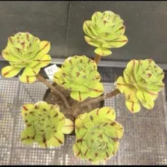 65#多肉植物アエオニウム錦❤️グリ一ンファイア一錦❤️碧火❤8頭21cm