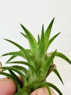 Tillandsia 'Showtime Itsy Bitsy' チランジア - メルカリ