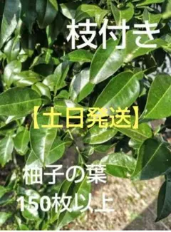 2026年最新】柚子の葉の人気アイテム - メルカリ