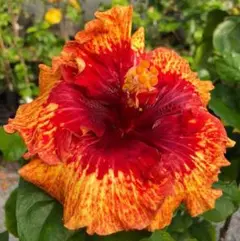 薔薇苗　超希少❗️ワインレッドに黄色のマーブルカラー❤️ アブラ＊katabura 薔薇苗 超希少❗️ワインレッドに黄色のマーブルカラー❤️ アブラ