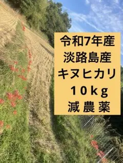期間限定】淡路島 新米 キヌヒカリ 10kg 令和7年産のサムネイル