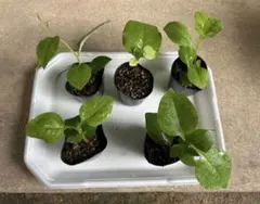 しろくま様　おかわかめの苗　大きくなりました！無農薬苗土付き10本 しろくま様 おかわかめの苗 大きくなりました！無農薬苗土付き10本