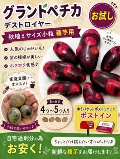 그랜드 페티카 디스트로이어 씨드 포테이토