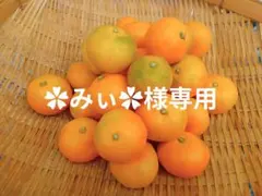 【✿みぃ✿様専用】温州みかん☆晩生☆３キロ☆長崎県産