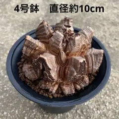 亀甲竜　4号鉢　直径10cm　バキバキ　塊根植物のサムネイル