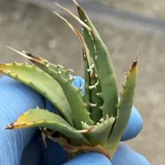 どんぐりこっこ様 リクエスト 2点 まとめ商品