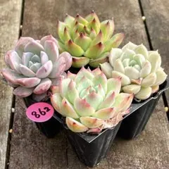 SALE❗️874多肉植物 エケベリア エレガンス カット苗 寄せ植え