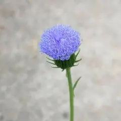 みるくるみ様 リクエスト 2点 まとめ商品