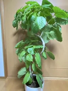 2026年最新】ウンベラータ 引き取りの人気アイテム - メルカリ