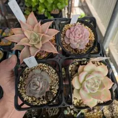 エケベリア　セット　多肉植物　抜き苗