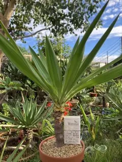 Summerセール☀️¥ 11,000→¥9,500 ユッカ　グロリオサ ユッカ・グロリオーサの通販商品一覧の通販 | GreenSnap STORE