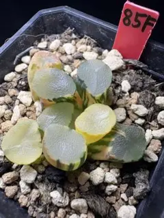 12g 多肉植物 ハオルチア 天下制覇玉扇 自家繁殖 鉢植え発送 - メルカリ
