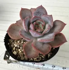 2025年最新】多肉アン桜蓮の人気アイテム - メルカリ