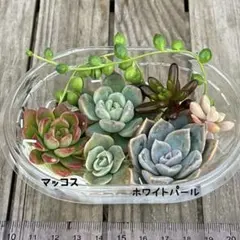 多肉植物　寄せ植えセット　多肉弁当　（カット苗）