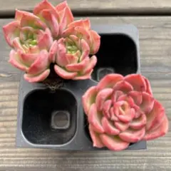 Lear^_−☆リア様 リクエスト 4点 まとめ商品