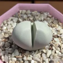 たこせん様 リクエスト 3点 まとめ商品