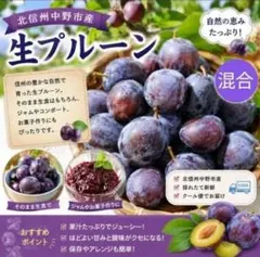 生プルーン2キロ【信州中野市産 家庭用】小〜中サイズのサムネイル