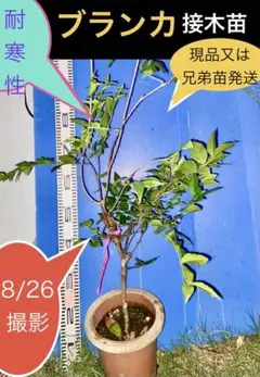 794〓希少Plinia aureana 'BrancaRajada' 人気種 794〓希少Plinia aureana 'BrancaRajada' 人気種 - メルカリ