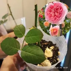 バラ苗/初心者も育てる四季咲タイプ！アブラハムダービー / 挿し苗