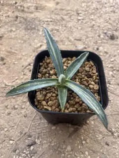 2025年最新】アガベ アメリカーナ縞斑の人気アイテム - メルカリ