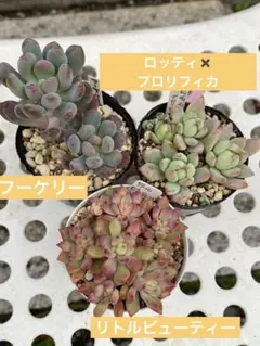 yume yoshi様 リクエスト 4点 まとめ商品