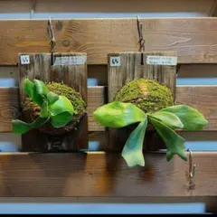 ちぃさん様専用出品　65板付　着生 ビカクシダ foong siqi ボゴール