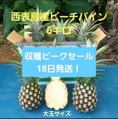 お得甘い樹実り完熟スナックパイン❣️生産量日本一の東村の