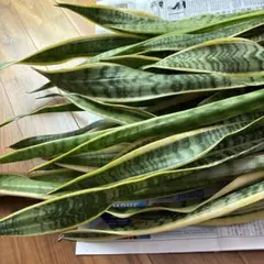 沖縄小浜島産サンスベリアゼラニカ40センチ前後 - メルカリ