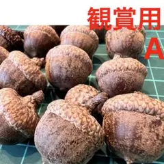 どんぐり ピンオーク 帽子(殼斗)付き 観賞用 インテリアやどんぐり図鑑に!