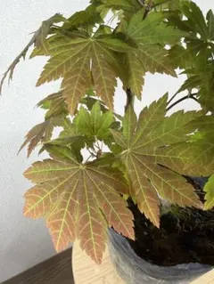 芍薬苗 蕾付き オリエンタルゴールド 特大株 鉢ごと発送 - メルカリ